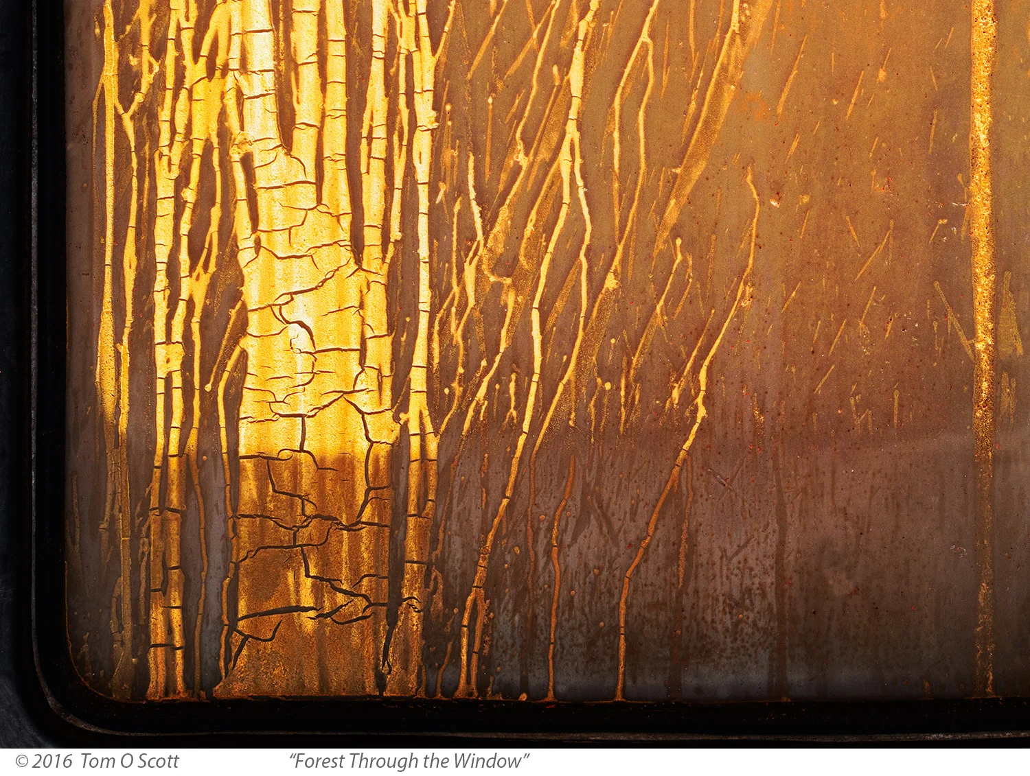 Forest Through the Window