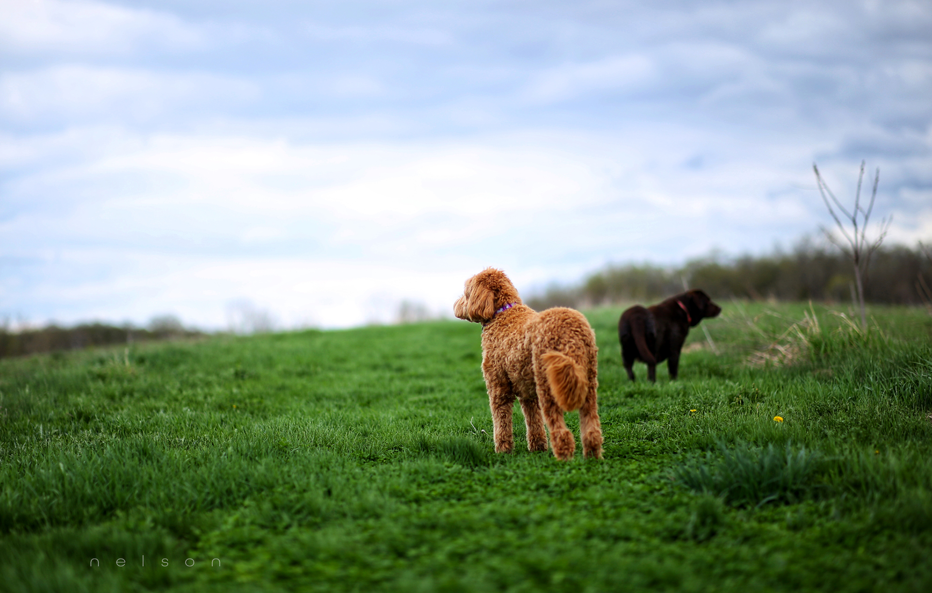 Marley-&-Mia-in-Bruces-Field.jpg