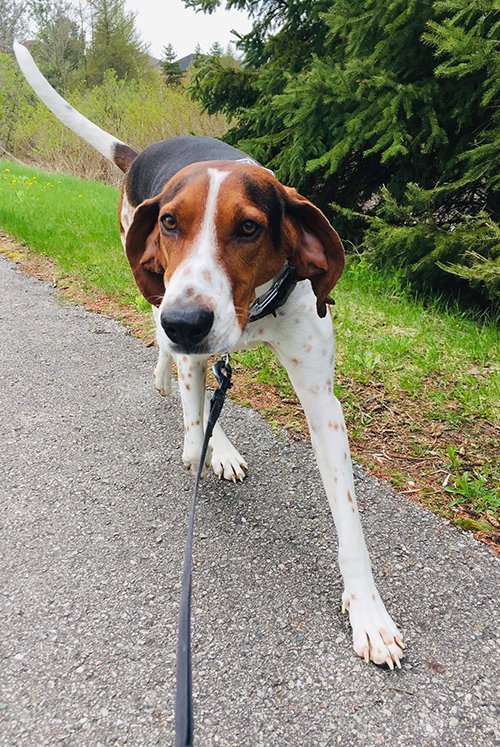 Dog-Walking-Carousel-pics_v10.jpg