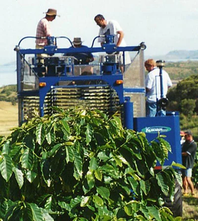 Understanding Good Coffee: Harvesting