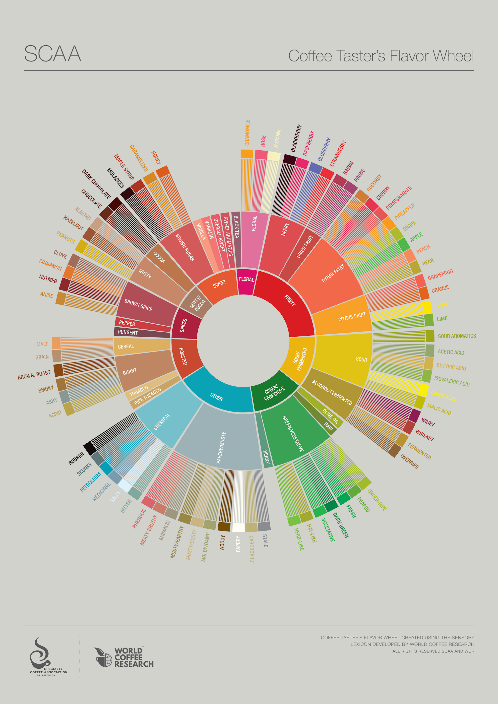 SCAA's beautifully redesigned flavor wheel