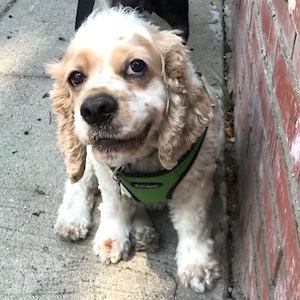 Maeby