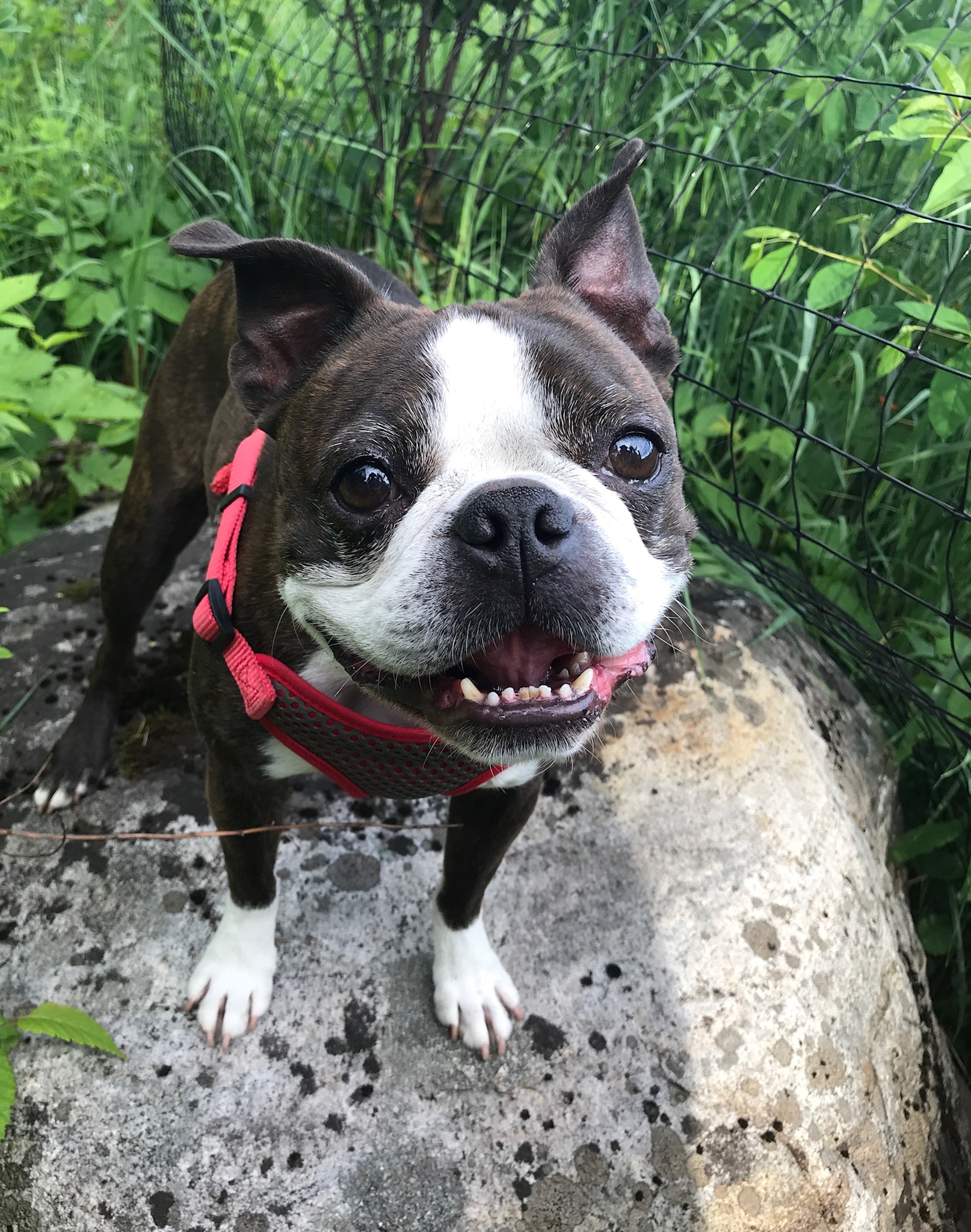 Joyride Pup of The Month: Iketober