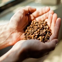 Why Your Office Needs Café Quality Coffee