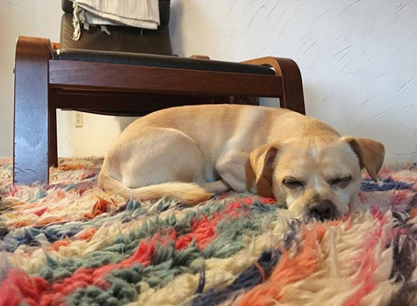 Joyride Pup of The Month