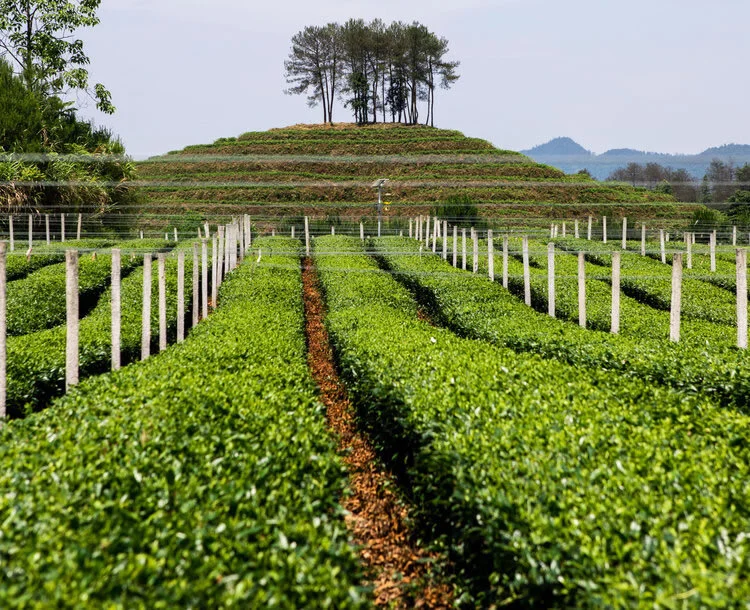 What is Matcha? — Matcha Ninja