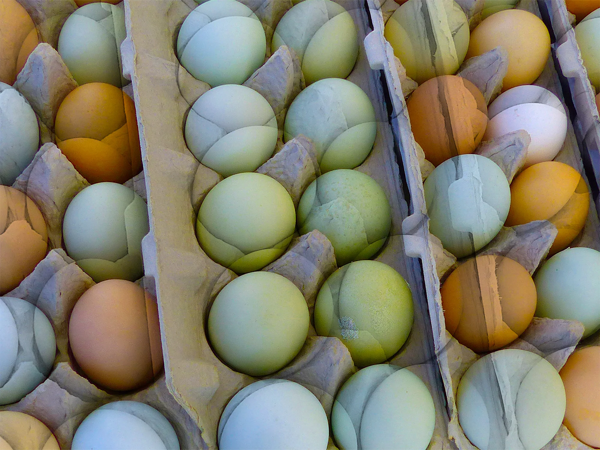 eggs2_fullsize_show.jpg