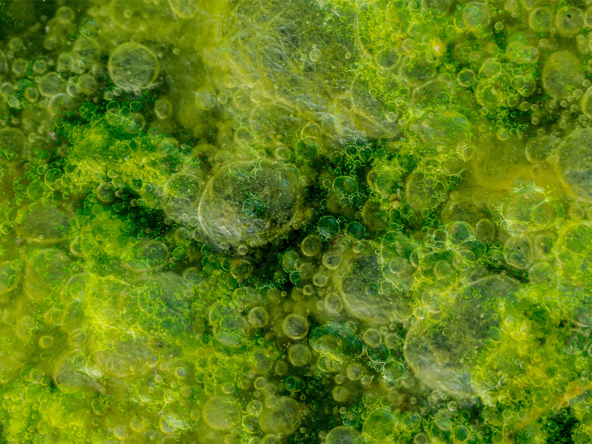 P1080939_AlgaeCombo2.jpg