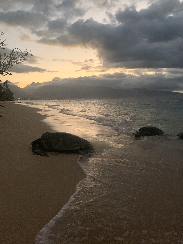 Hawaii Photographer - sea turtles of Hawaii 01.jpg