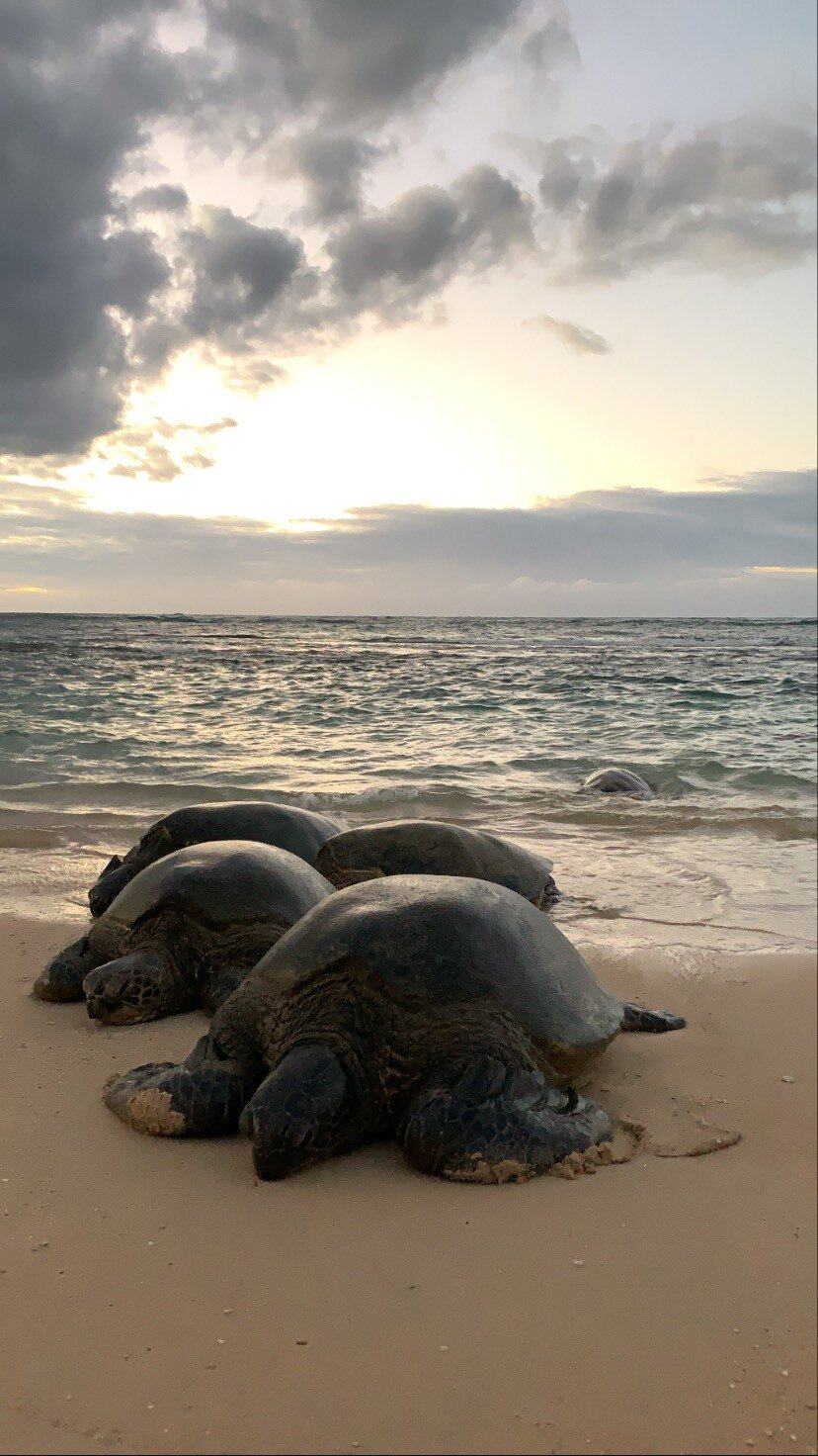 Hawaii Photographer - sea turtles of Hawaii 04.jpg