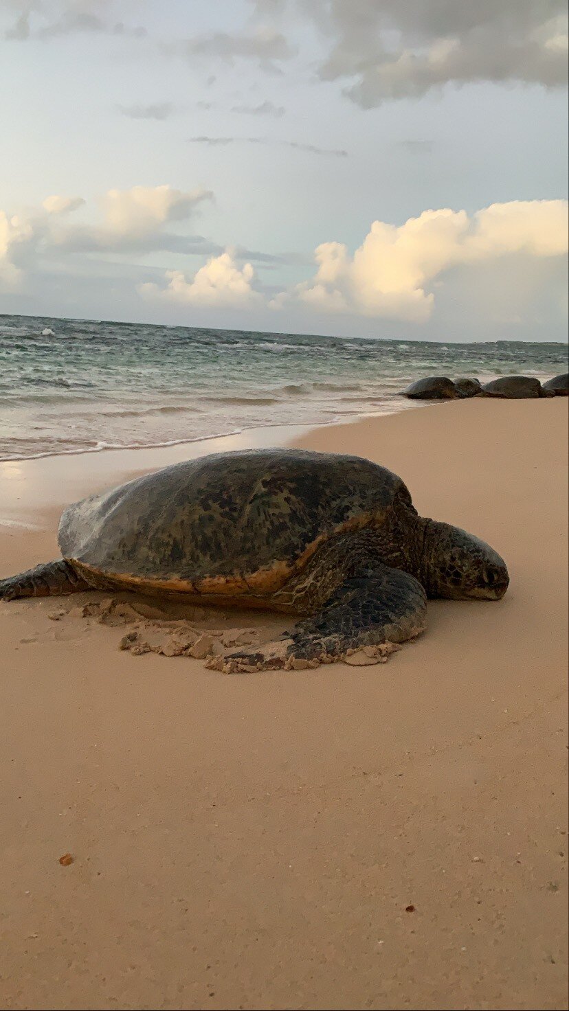 Hawaii Photographer - sea turtles of Hawaii 02.jpg