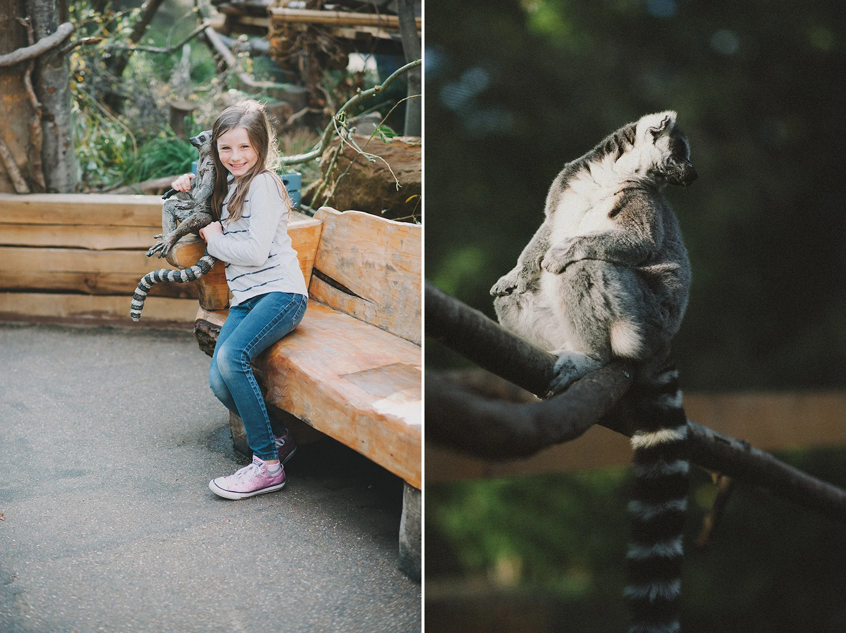 Lemurs at the London Zoo
