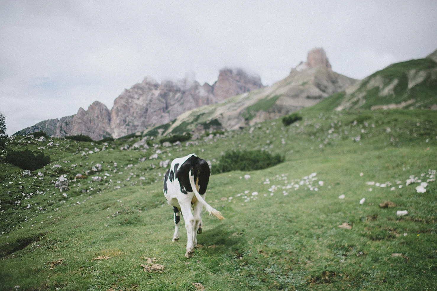 I didn't have my girls to photograph, so the cows and horses got shot.