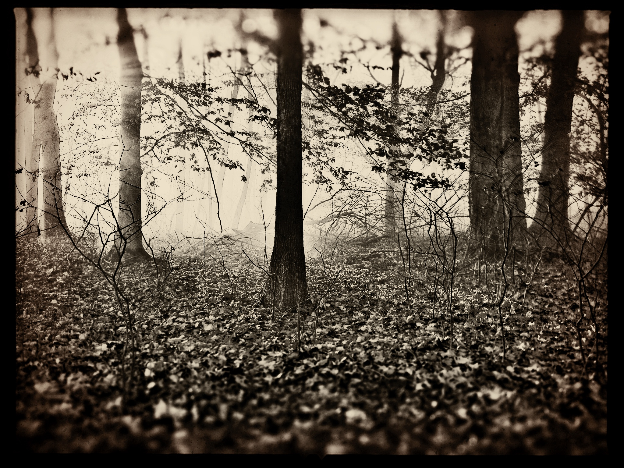 somber woods.jpg