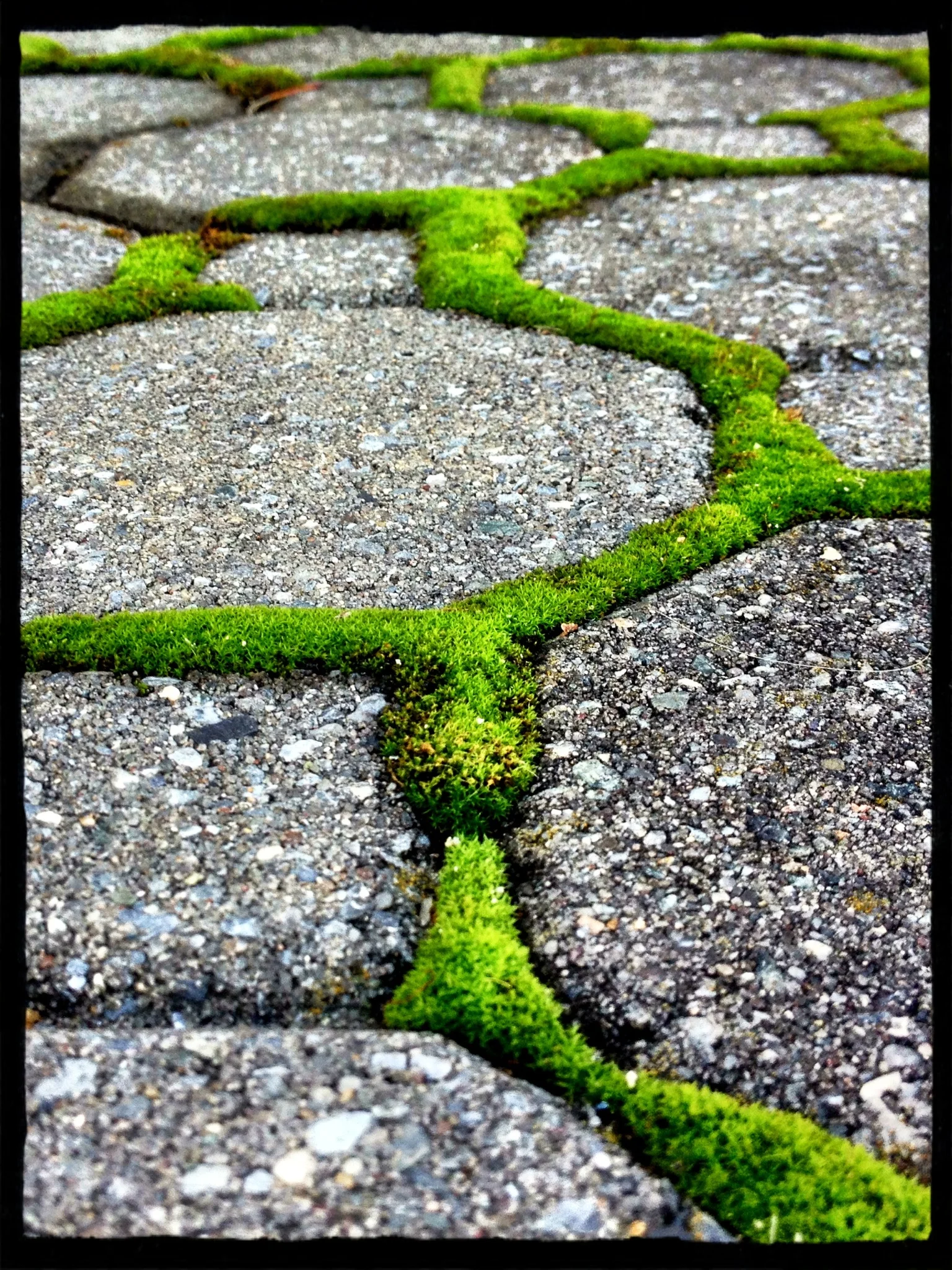 green pattern walk.JPG