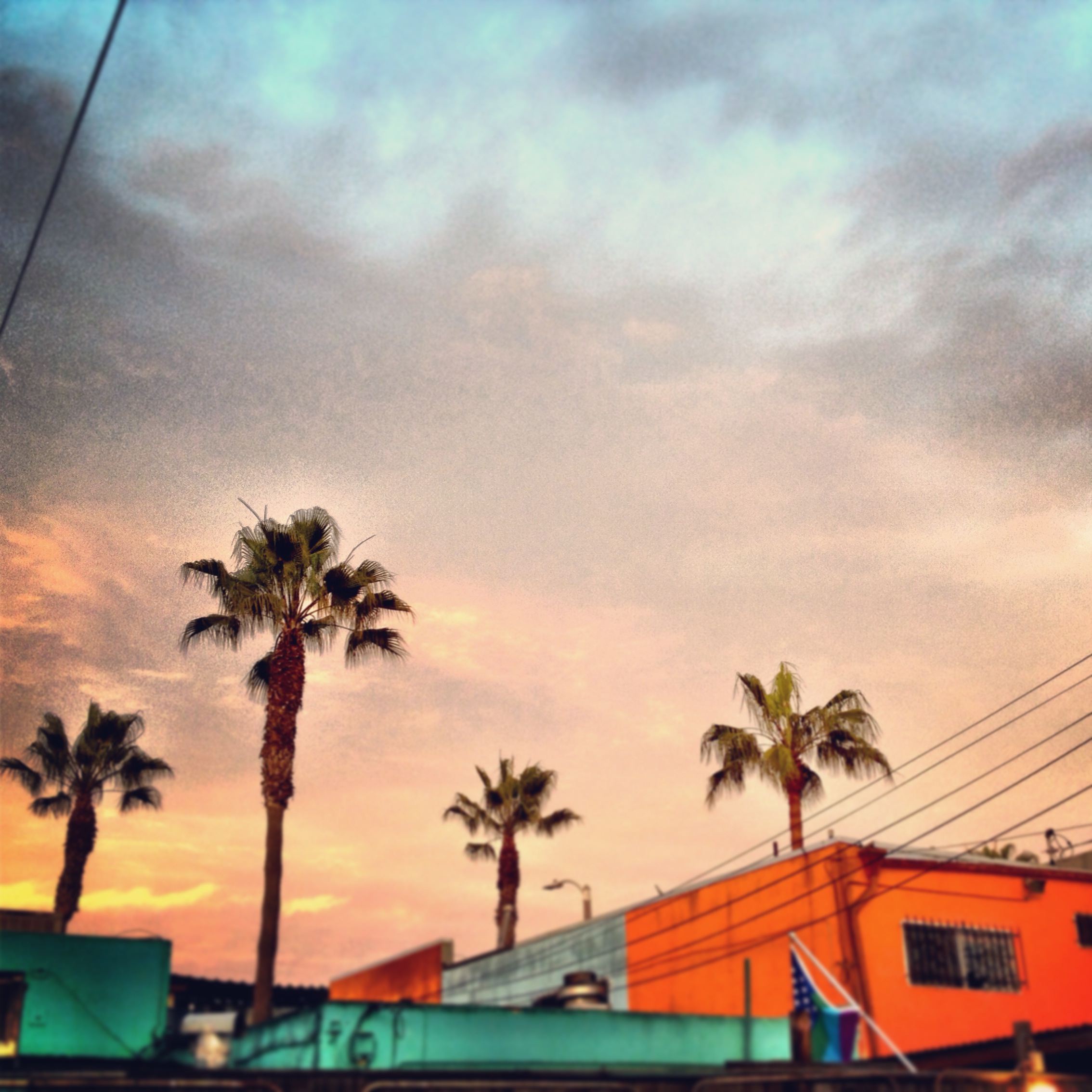 pastel palms.JPG