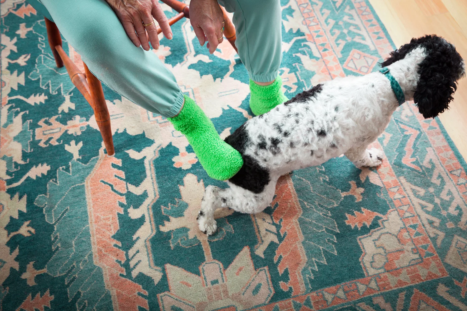 Pets & Their People