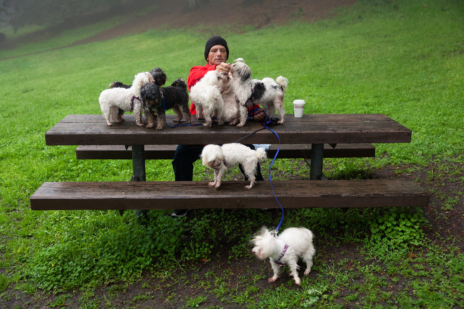 John, the benevolent dog walker.