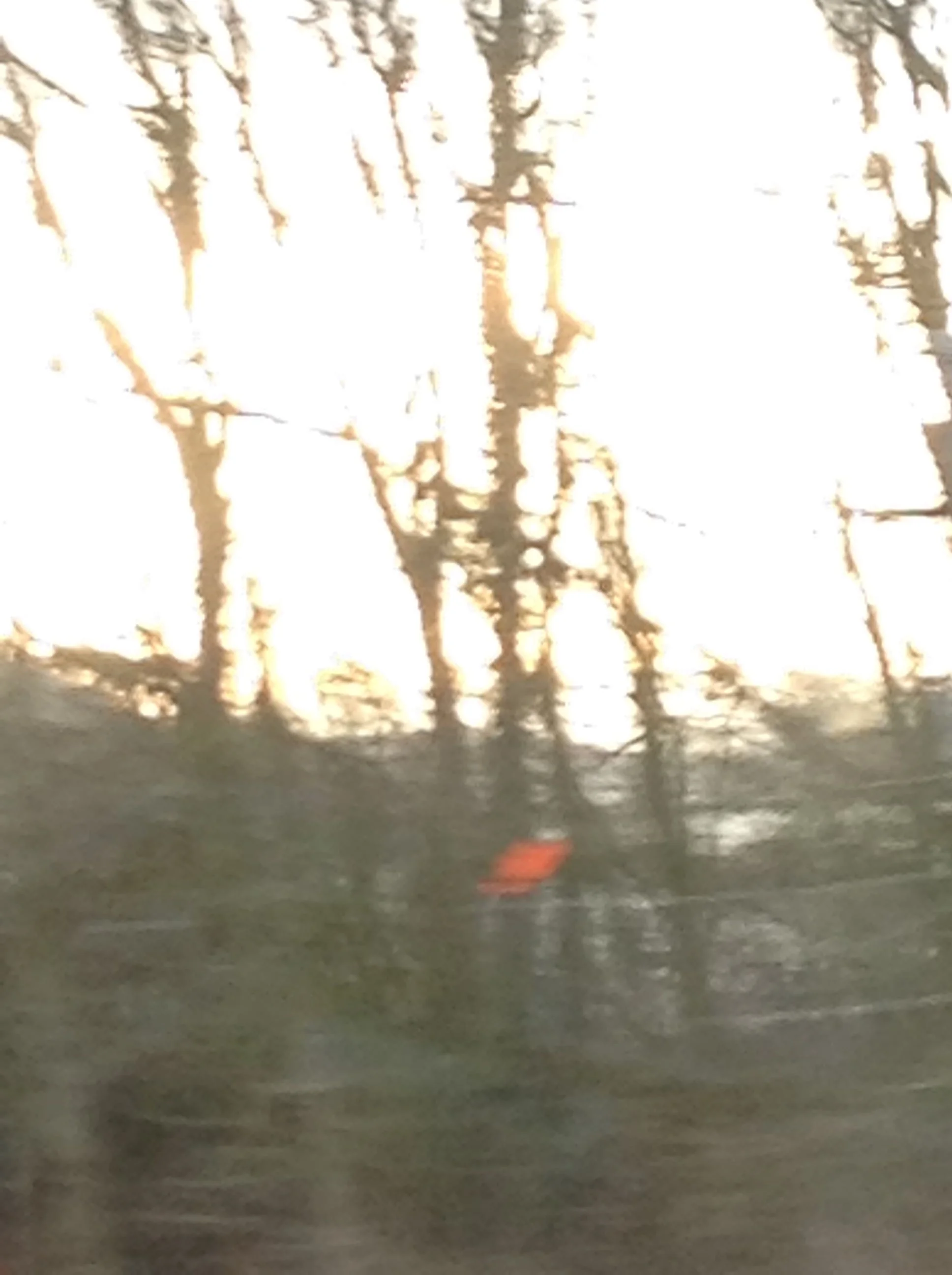Sun & Trees.jpg