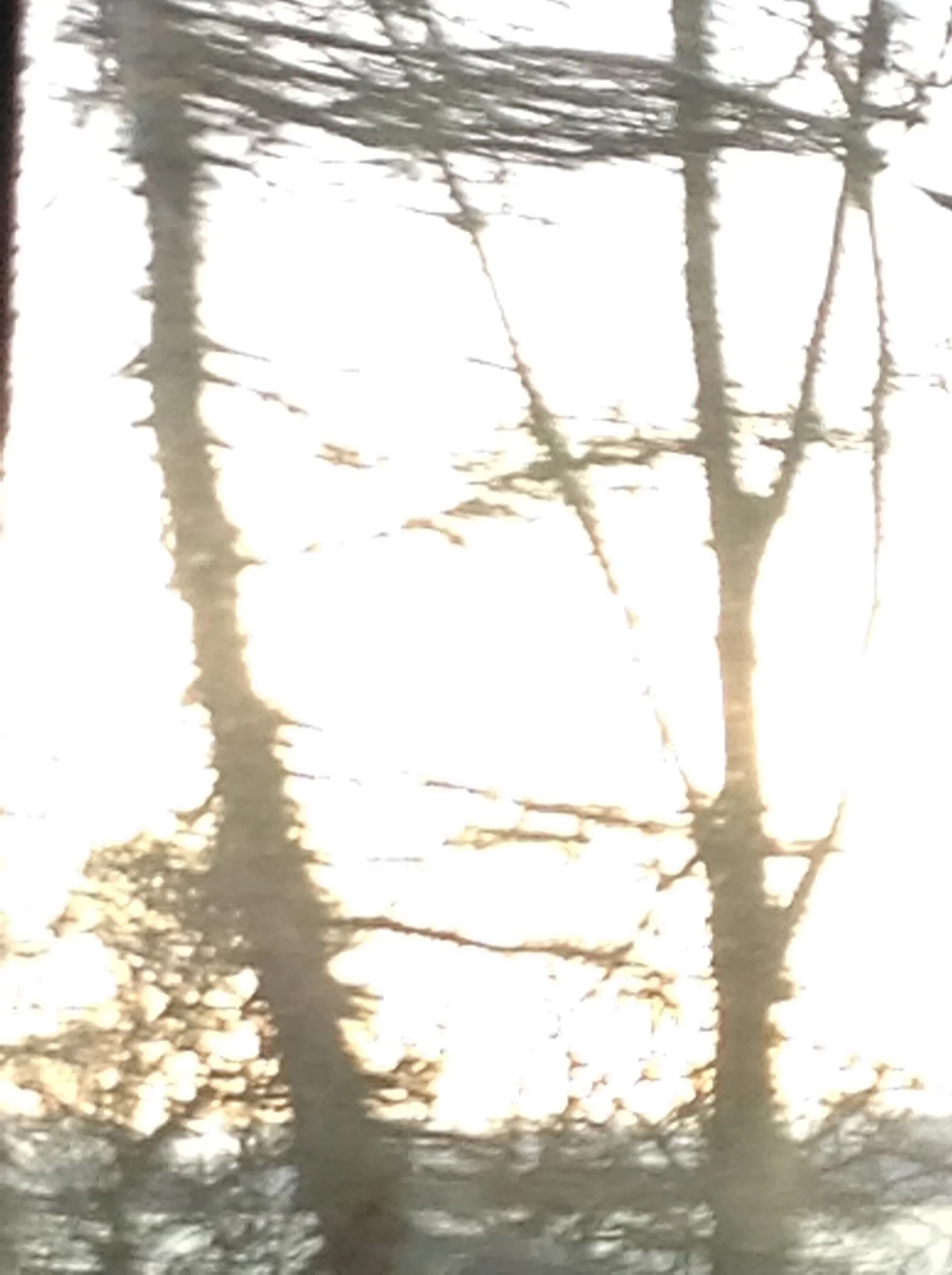 Trees hand in hand.jpg