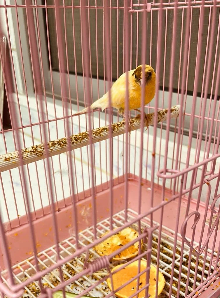 وَعْدٌ طائر