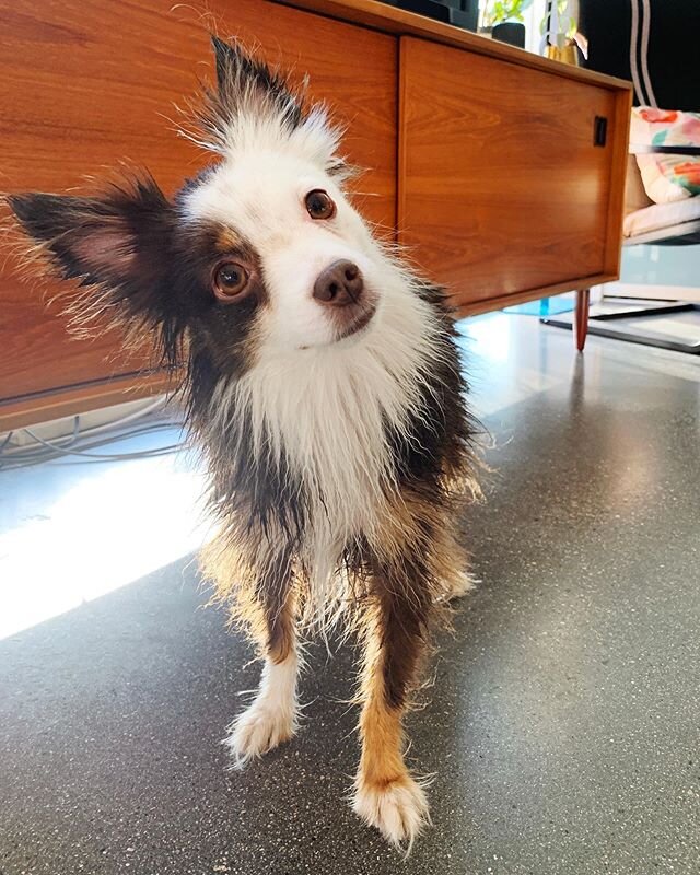 here&rsquo;s my isolation buddy after his bath the other day because I think we all need a bit of lightness right now and he&rsquo;s a pretty good source of it.