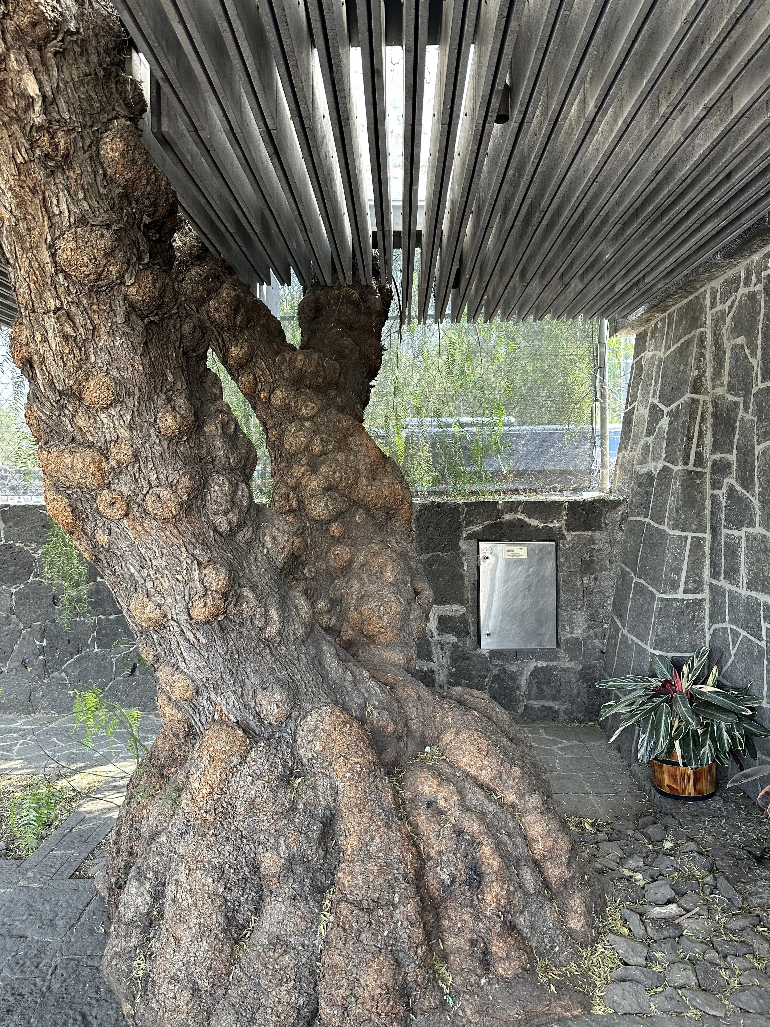 Mauricio Rocha Extention Underside of Building around an Old Tree