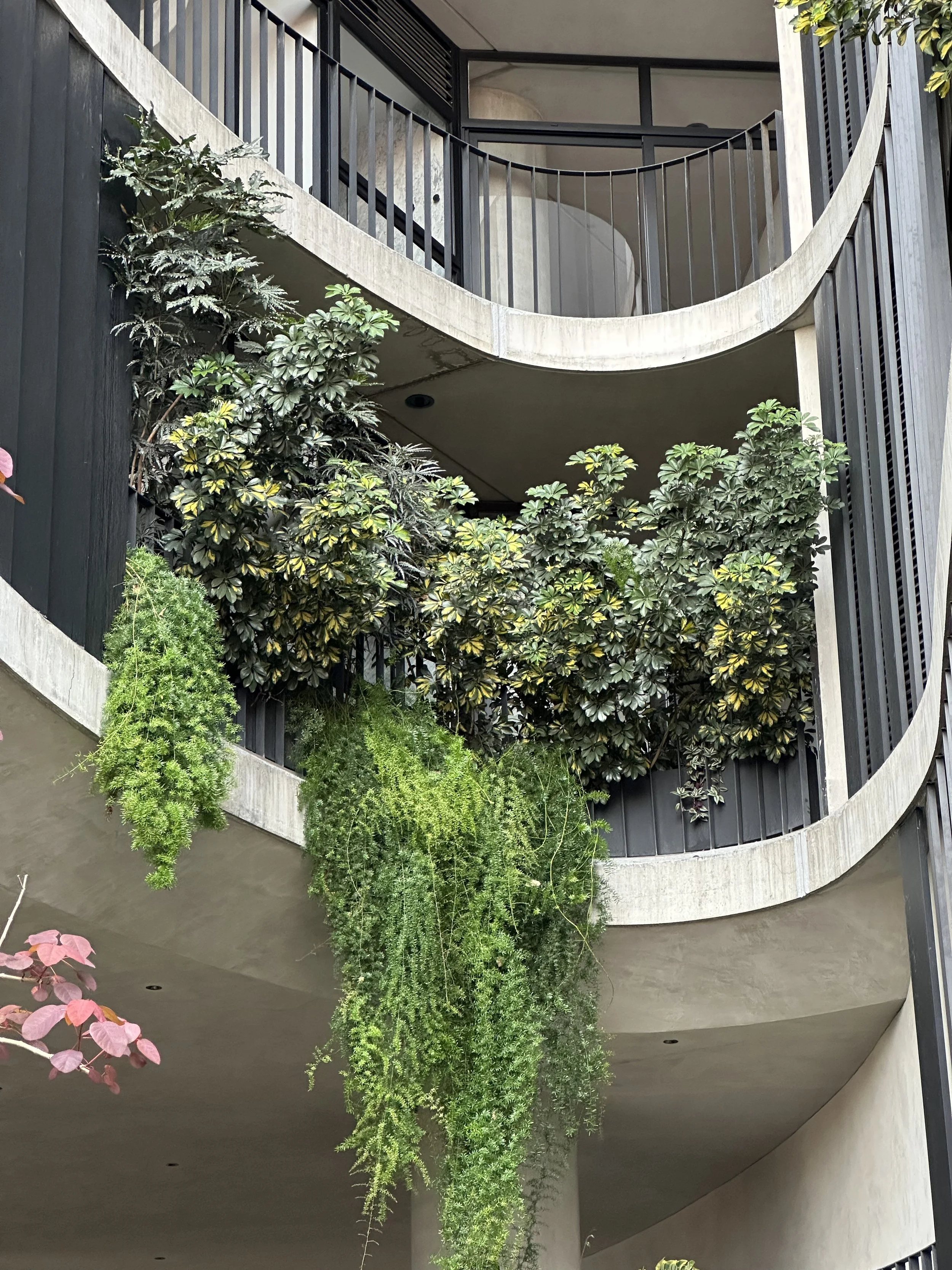 Pedre Close Up of vegetation on a Balcony