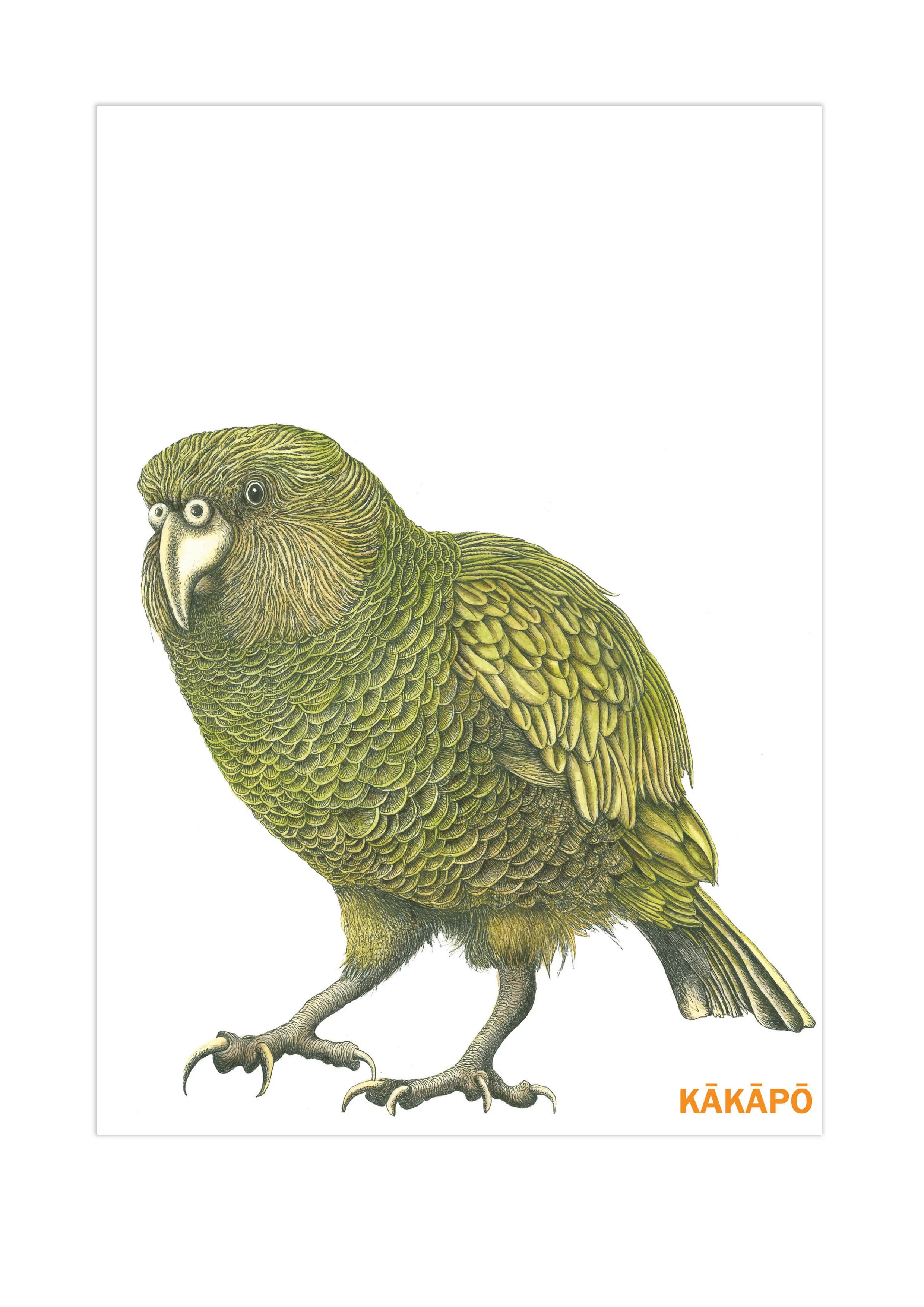 'Kākāpō'