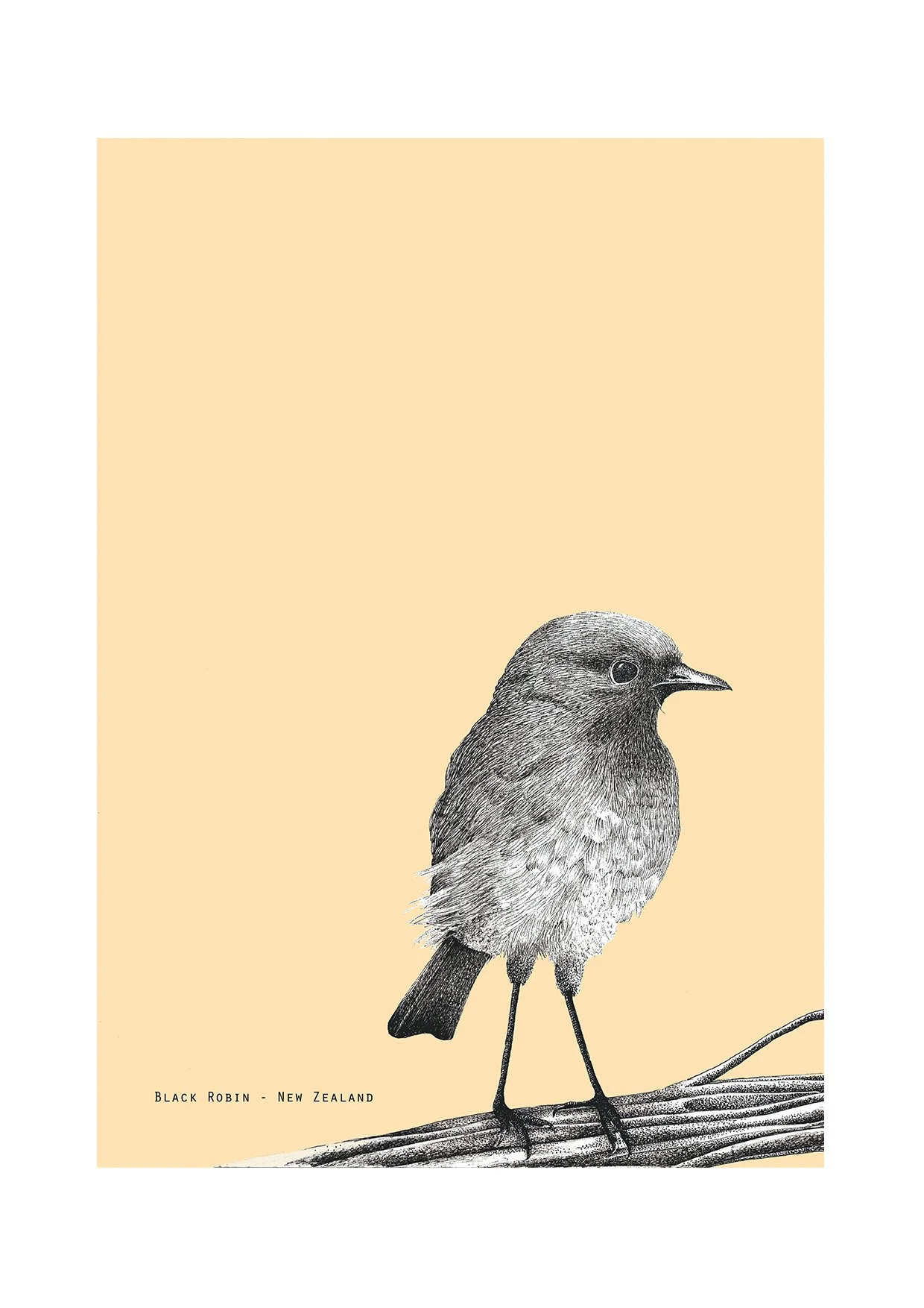 Black Robin – Limited Edition NZ Native Bird Art Print | Sue Syme