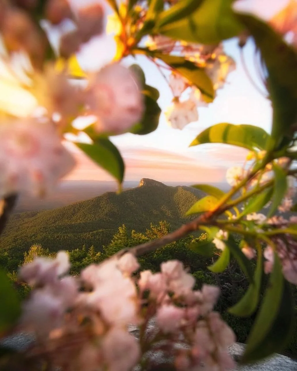 We will definitely be searching those hills for Mountain Laurels in spring and Fire Azaleas in summer! Insane shot.
📷 @lytle_photography