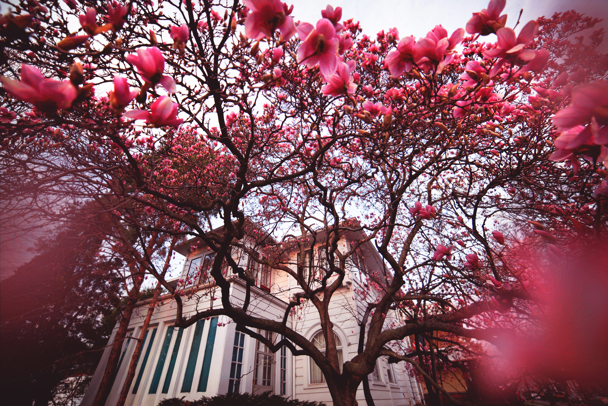 Magnolia-House.jpg