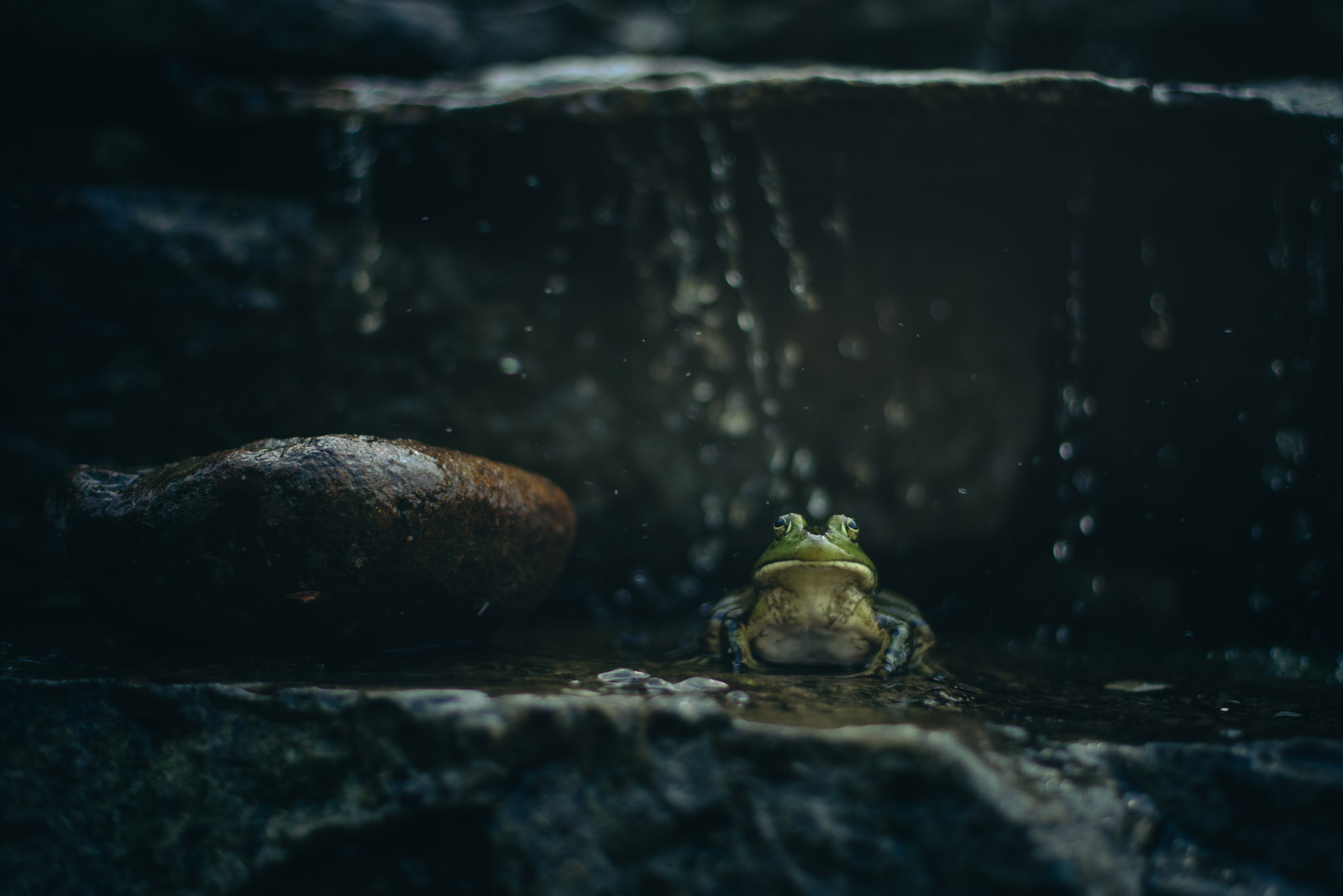 This is "Jeremiah" the bullfrog. He hangs out in the koi-pond at my friends farm. 
