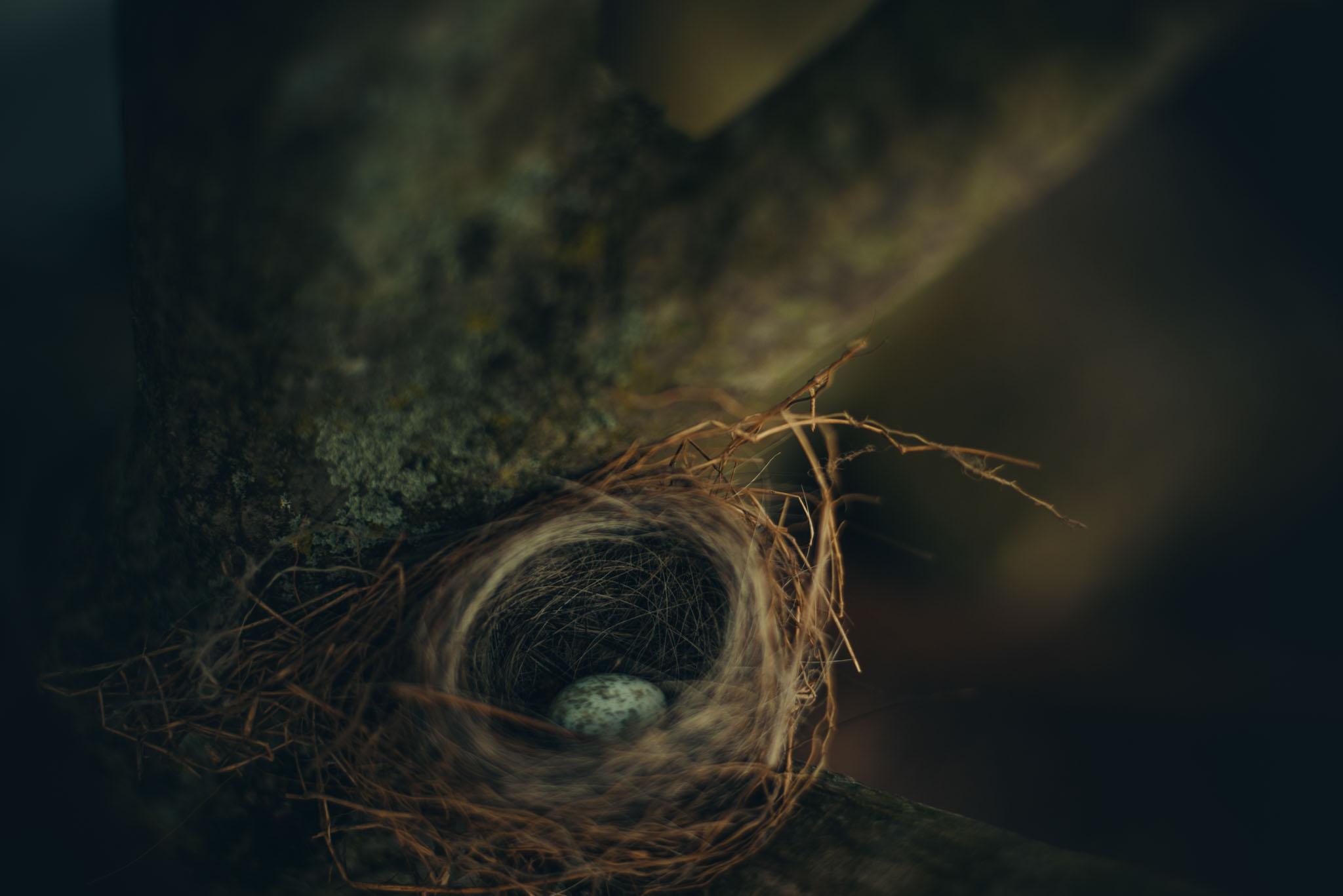 Not exactly sure what kind of nest this was, but is was very tiny!