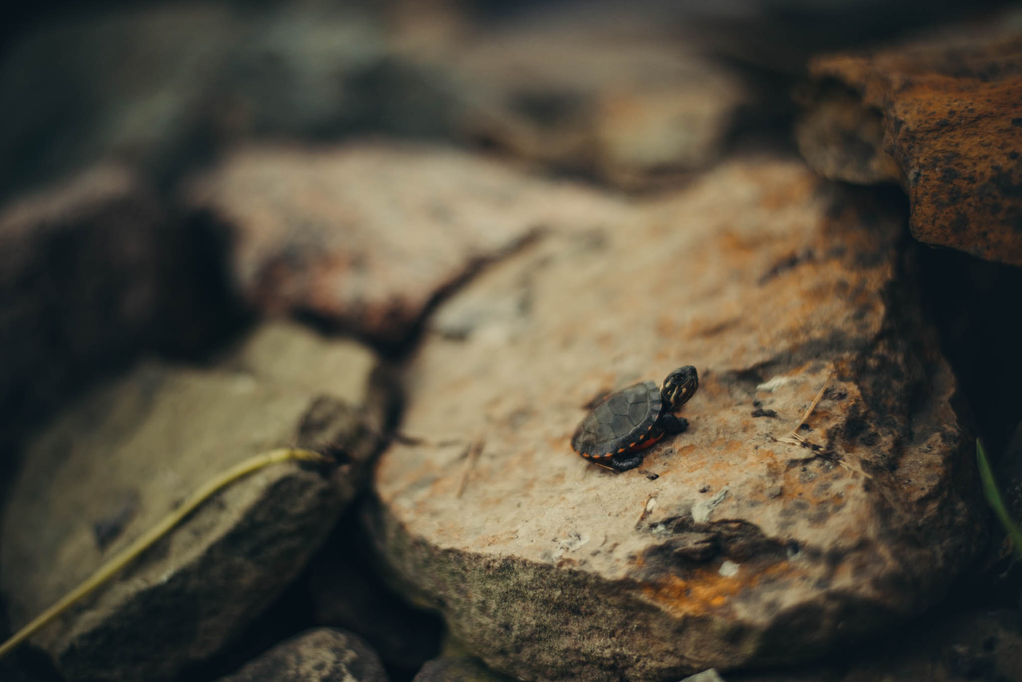 Eastern painted turtle hatchling basking on some rocks near water.