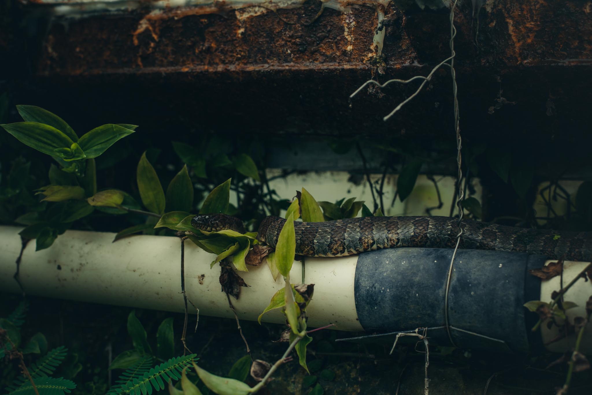 Northern Water Snake inside a water garden greenhouse. 