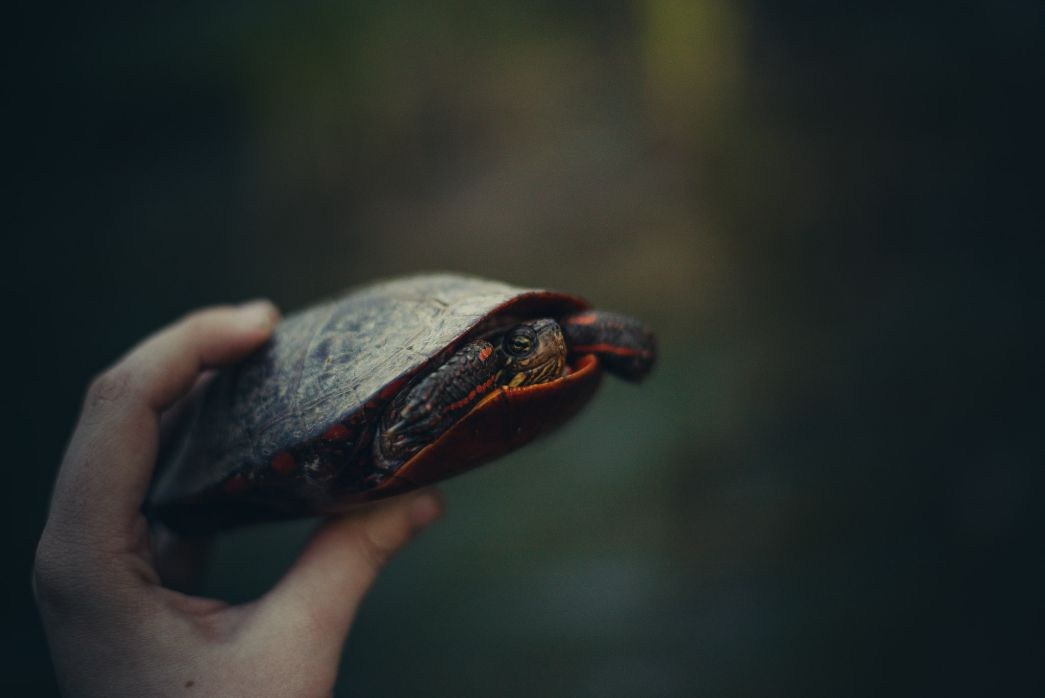 Found this Painted Turtle basking in the middle of the road & relocated him to a near-by pond. 