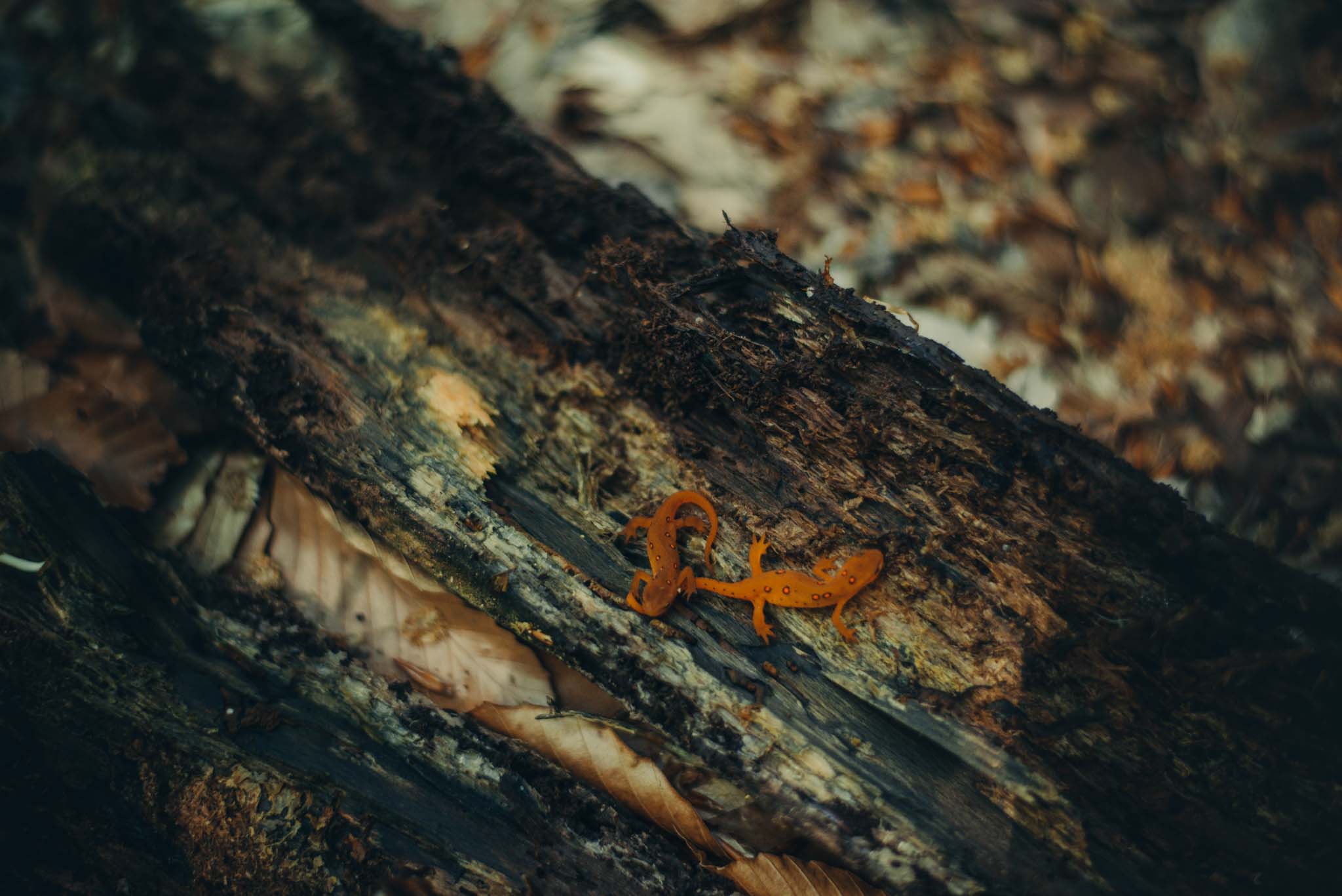 Two Red-eft (terrestrial juvenile stage) of the Red-spotted Newt found under a damp log. 