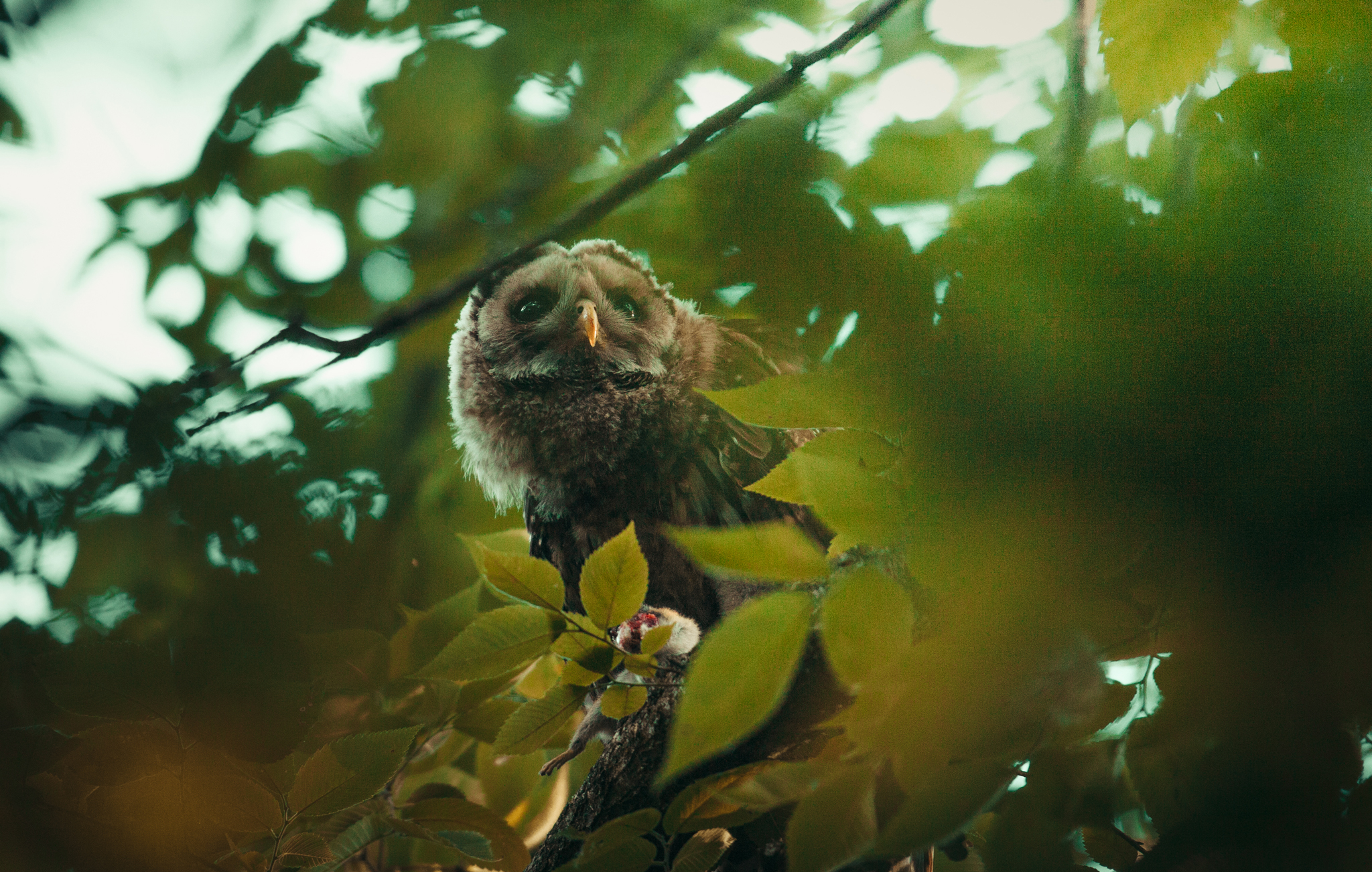 Barred Owlet eating in the trees.