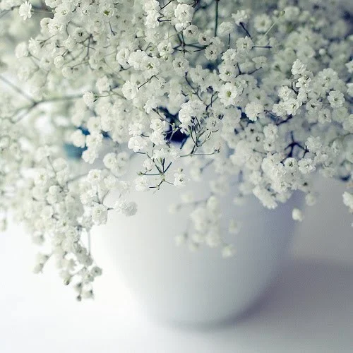 white-flowers.jpg