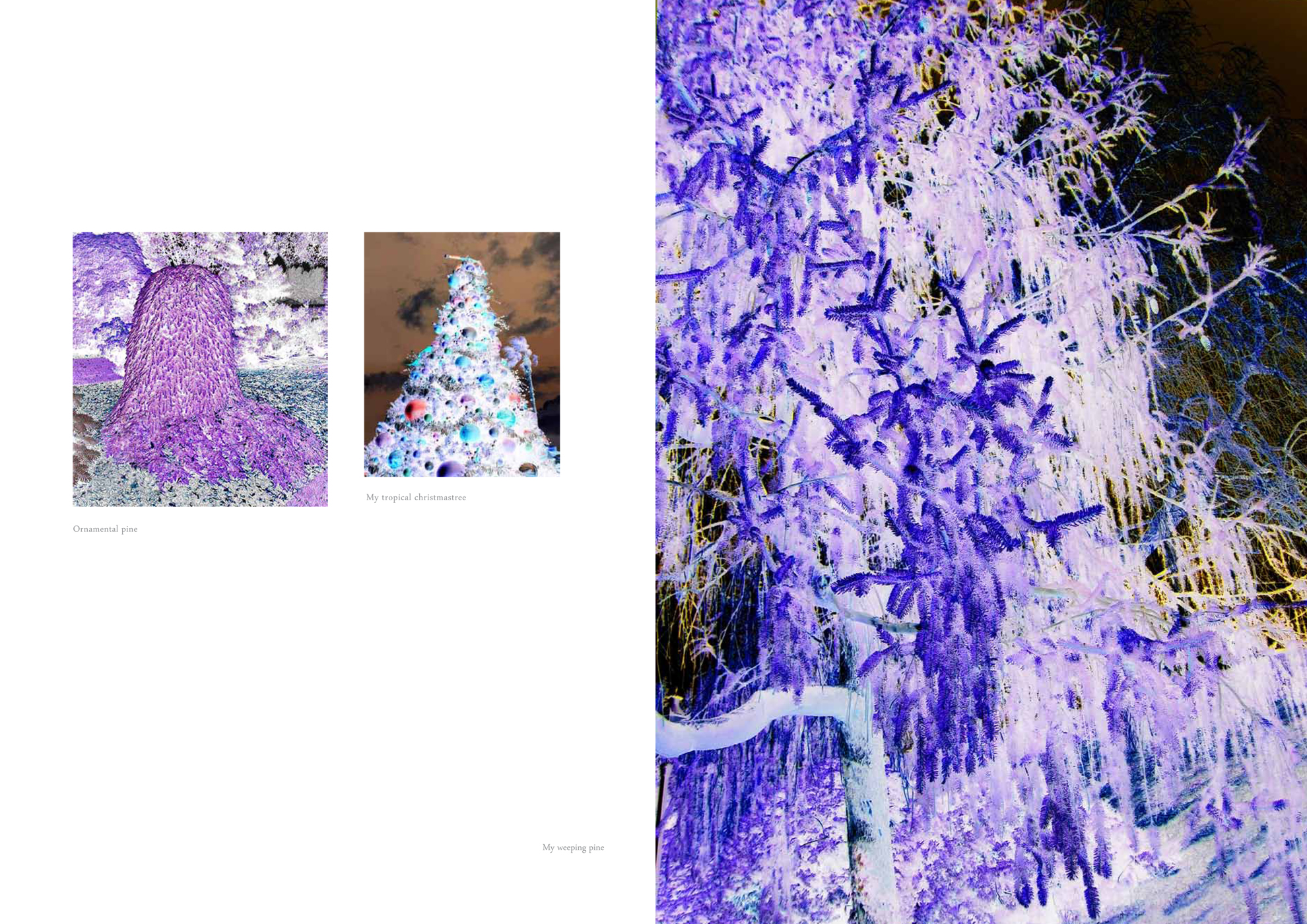 Images titles from left: Ornamental pine (found image), My tropical Christmas tree (found image). Weeping pine (photo Guðrún Benónýsdóttir)