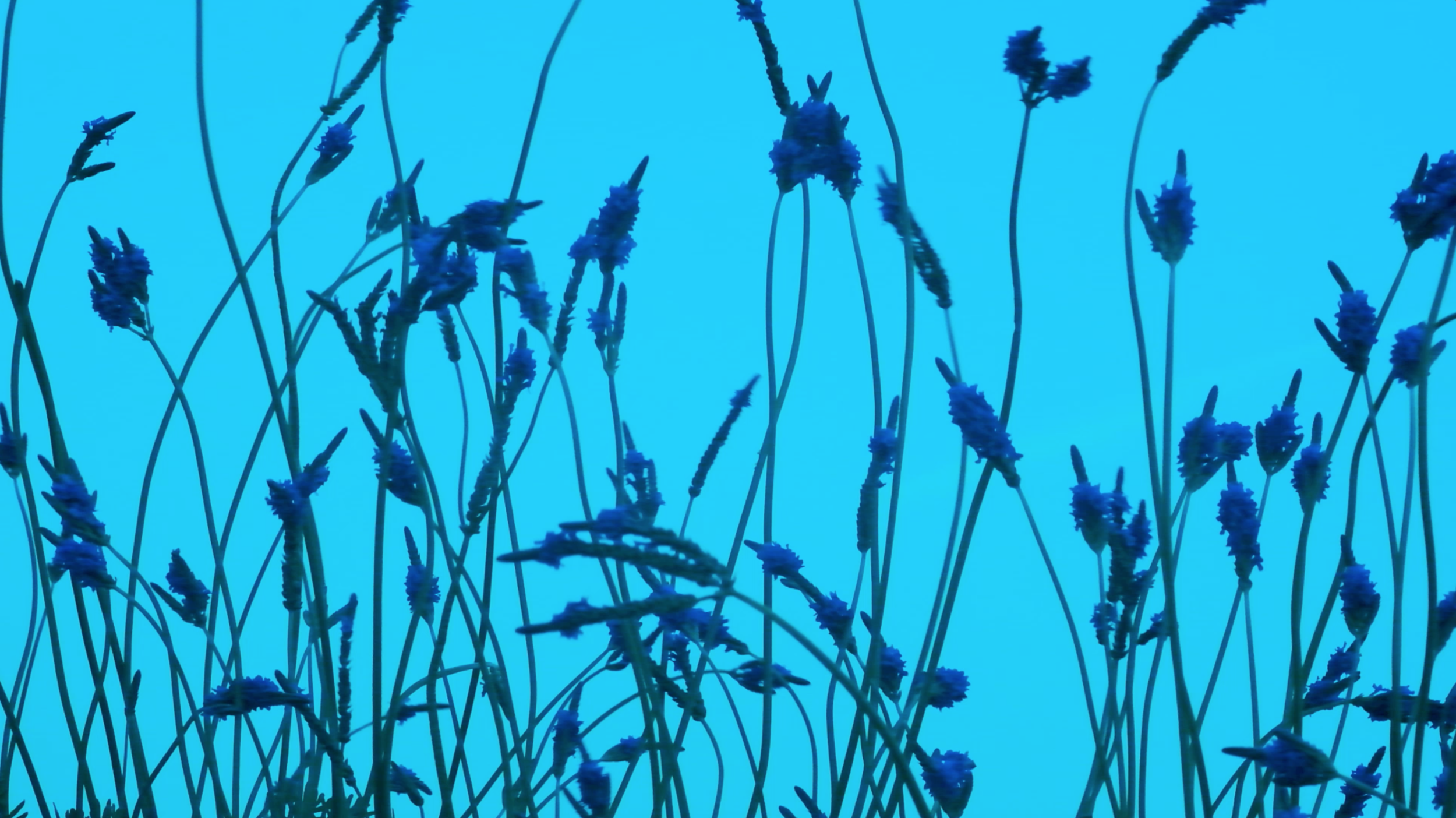 Screen Shot 2019-05-23 at 12.39.47 AM.png
