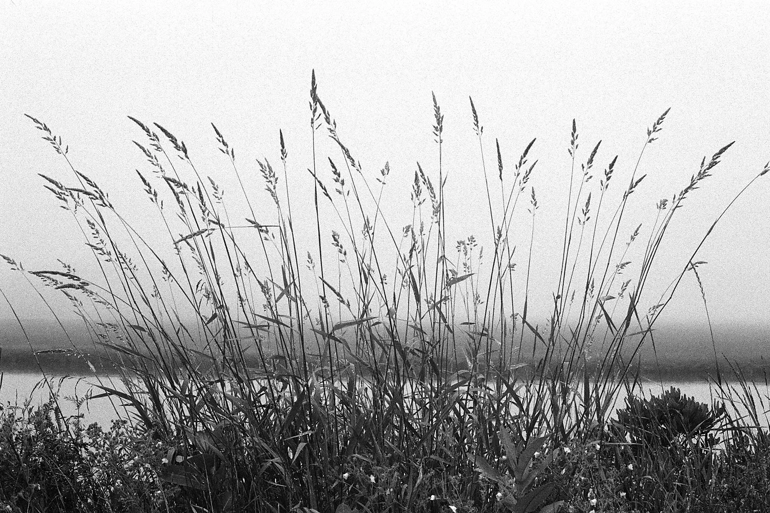 Nature-bw6.jpg