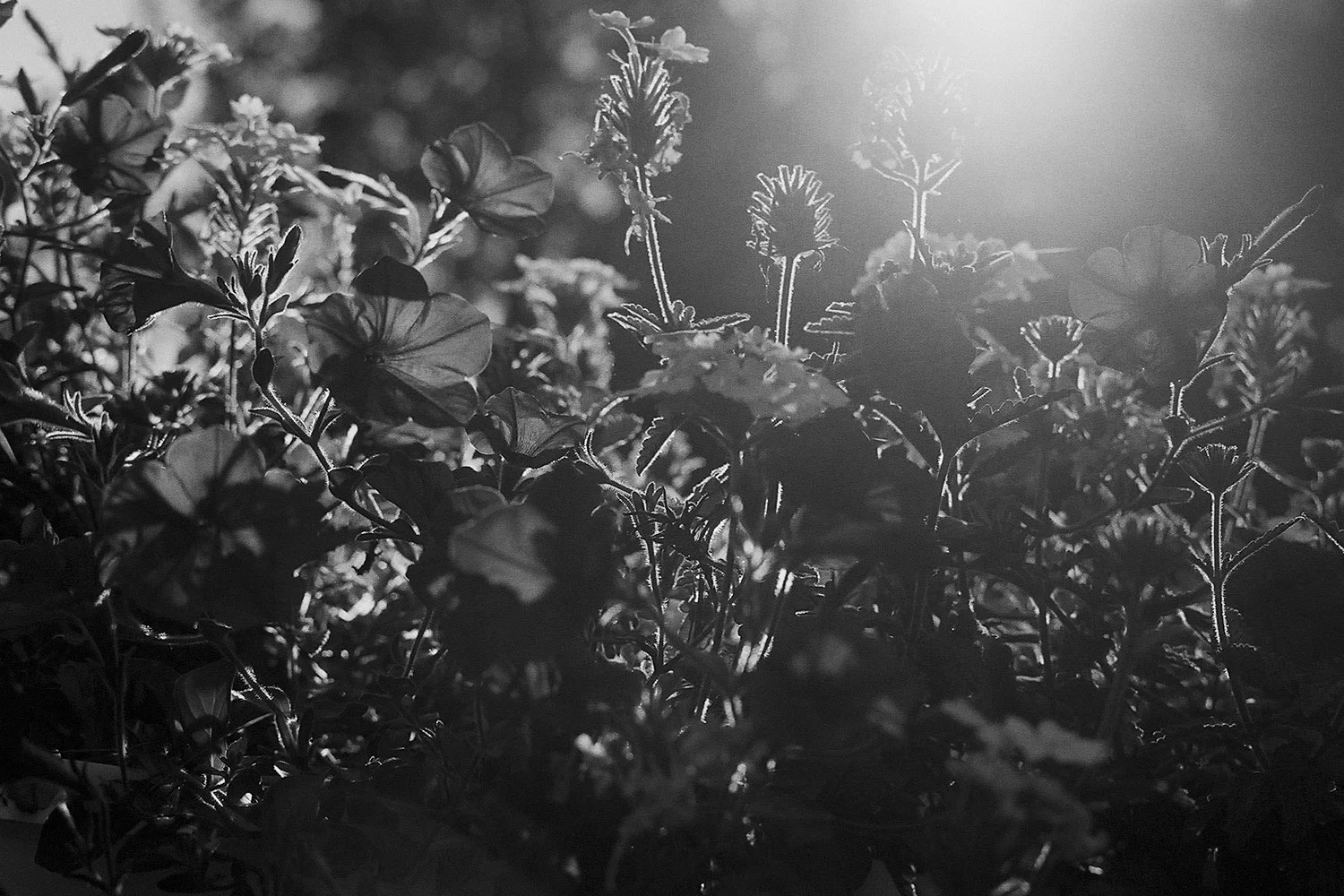 Nature-bw9.jpg