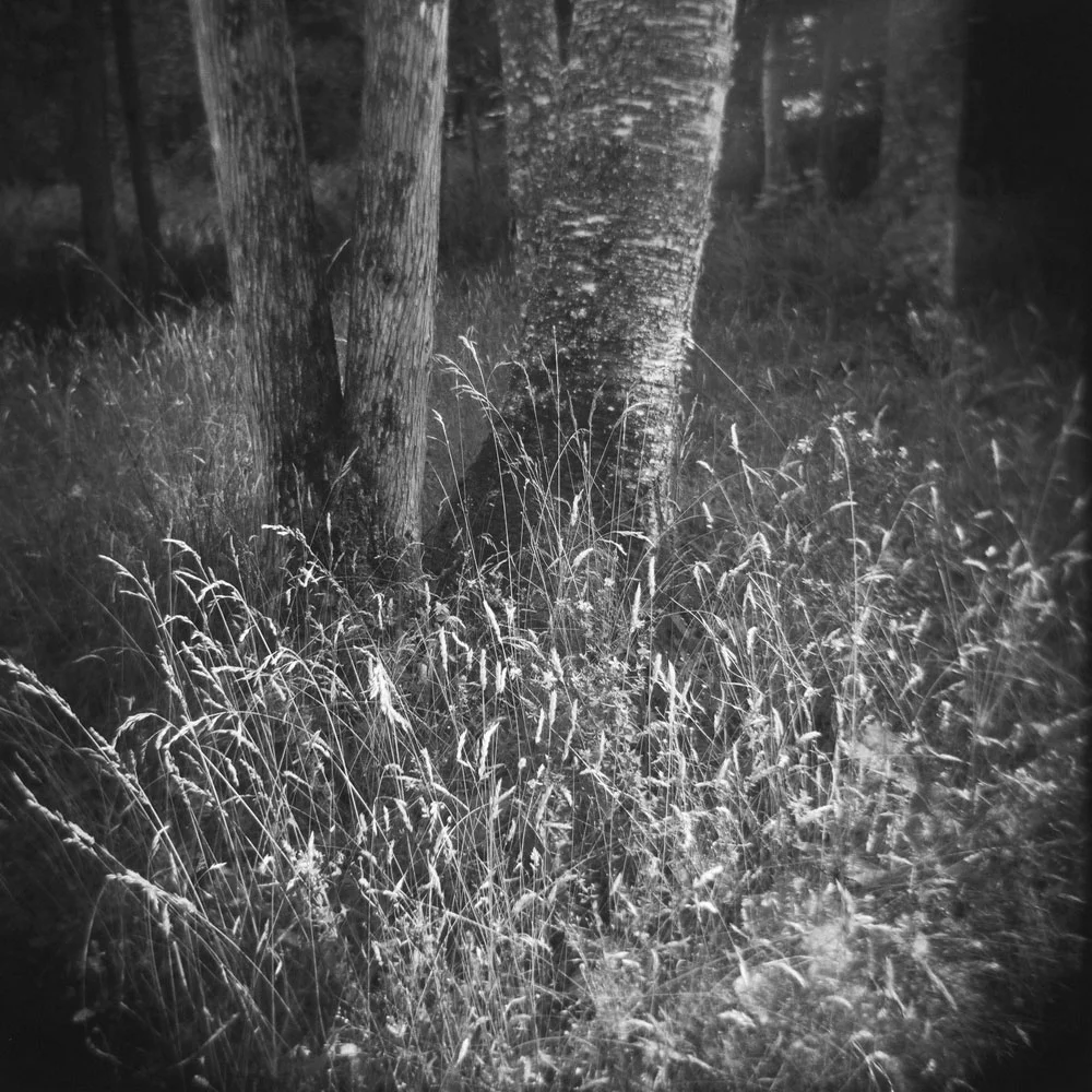 Nature-Square-bw4.jpg