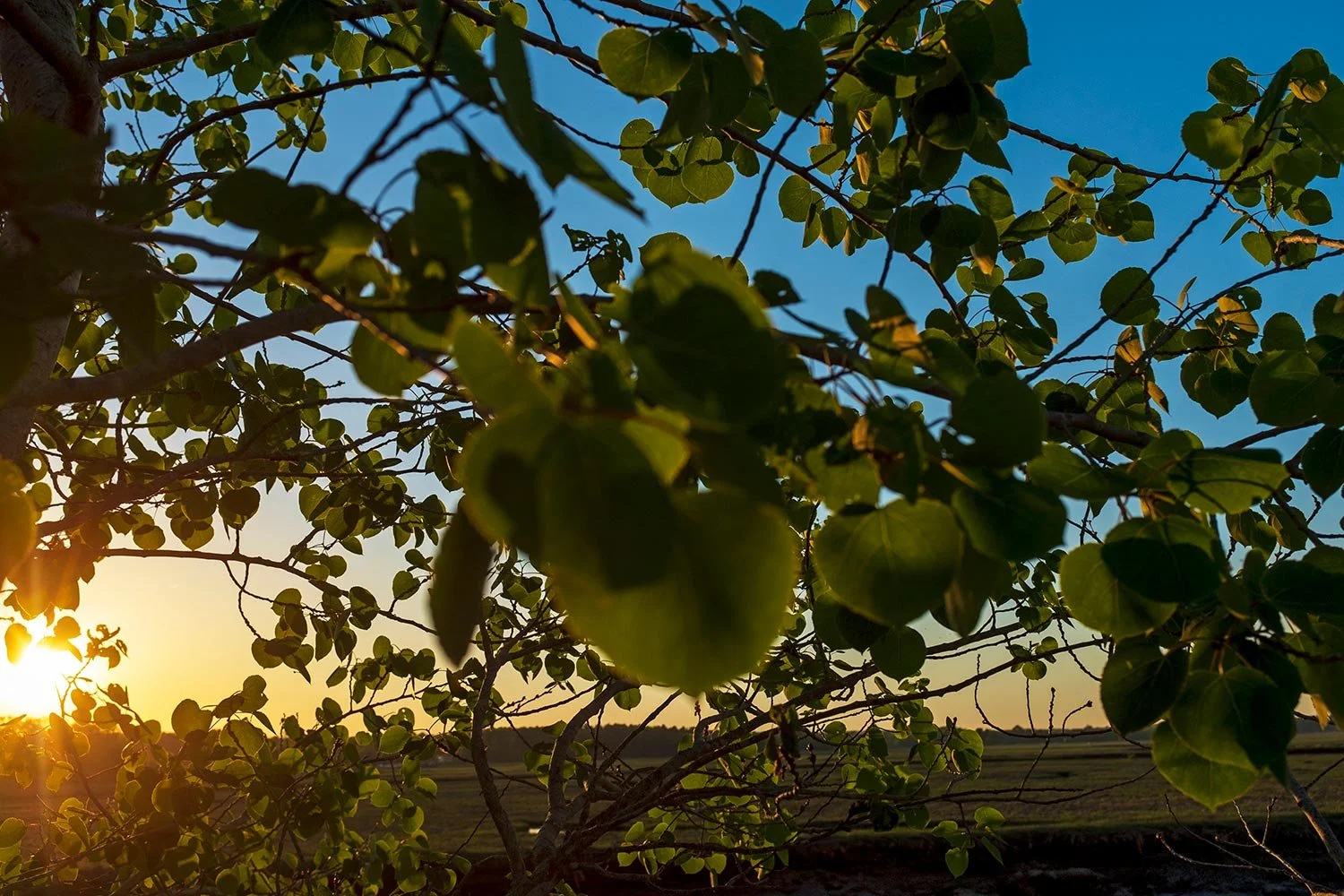 DSCF4720-twilit-leaves-on-marsh-web.jpg