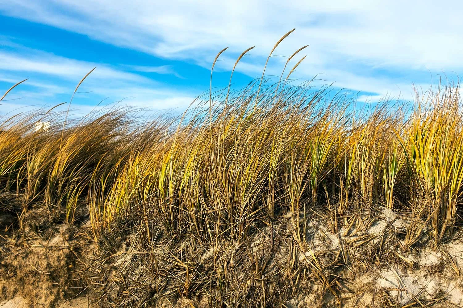 DSCF4024-beach-grass-+-blue-sky-web.jpg
