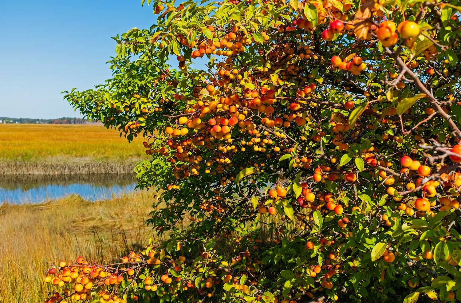 DSCF9931-marsh-crabapples-web.jpg