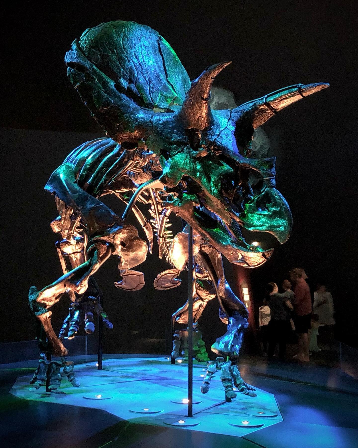 one of the most complete Triceratops fossils ever found. Unearthed after 67 million years 🫣 @melbournemuseum #dinosaur #triceratops #melbourne #australia