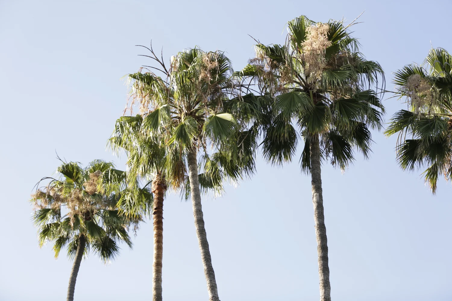 palm trees.jpg